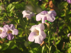 Asystasia gangetica image