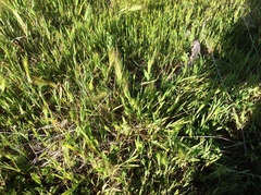 Hordeum murinum glaucum