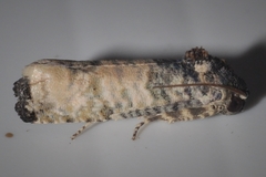 Epiblema obfuscana