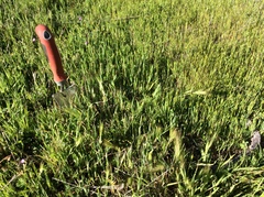 Hordeum murinum glaucum