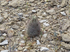 Echinomastus warnockii