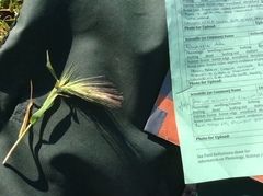 Hordeum murinum glaucum
