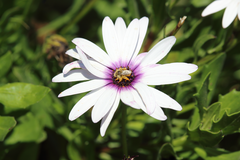 Diadasia chilensis