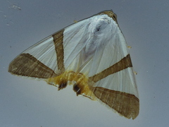 Eulepidotis rectimargo