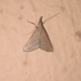 Hypena simplicalis