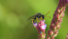 Pseudagapostemon citricornis