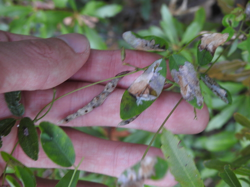 Image of Galactia volubilis by no rights reserved