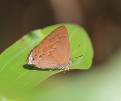 Deramas jasoda