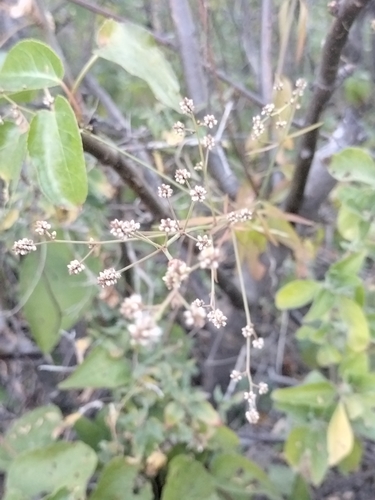 Image of Iresine angustifolia by no rights reserved