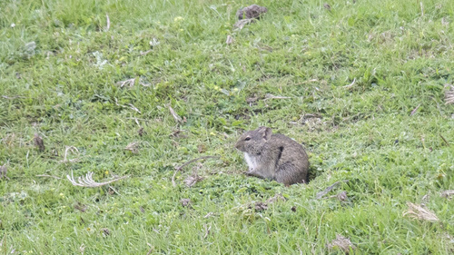 Heller's Vlei Rat (Otomys helleri) — Least Concern Mammalia