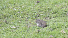 Heller's Vlei Rat