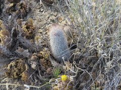Mammillaria pottsii