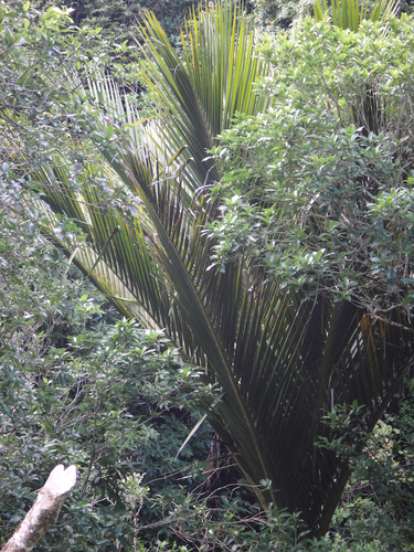 Rhopalostylis sapida
