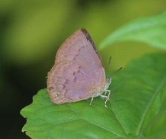 Deramas jasoda