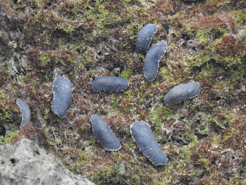 Onchidella floridana (Dall, 1885)