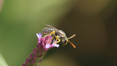 Pseudagapostemon citricornis