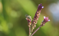 Pseudagapostemon citricornis