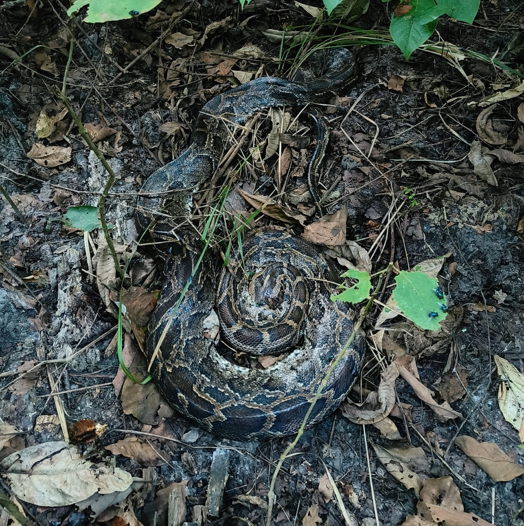 Burmese Python in December 2023 by arpitadutta · iNaturalist