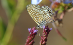 Leptotes trigemmatus