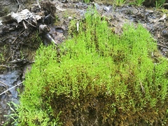 Stellaria fontinalis