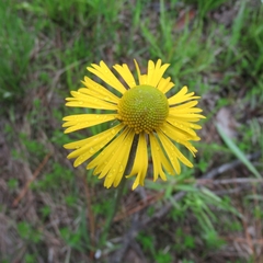 Helenium drummondii