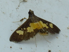 Salbia zena