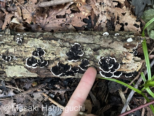 Trametes versicolor