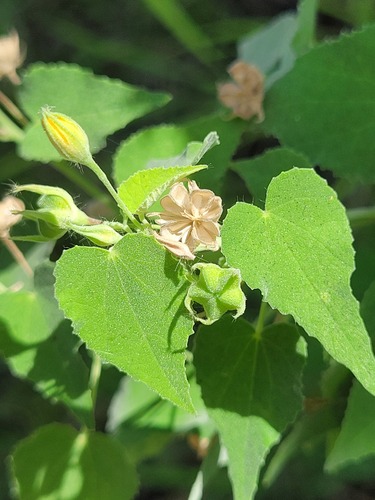 Abutilon viscosum