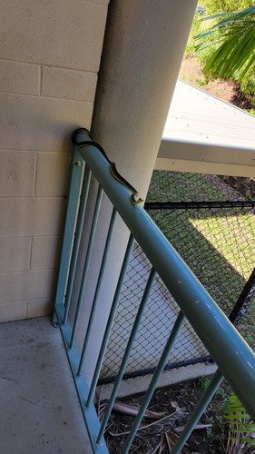 Common Tree Snake sighting