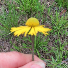 Helenium drummondii