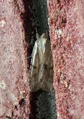 Lithophane patefacta