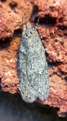 Semioscopis inornata