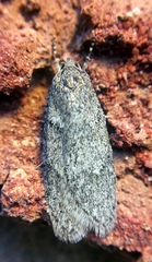 Semioscopis inornata