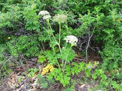 Angelica gmelinii