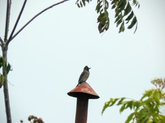 Pycnonotus cafer