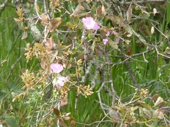 Sidalcea sparsifolia