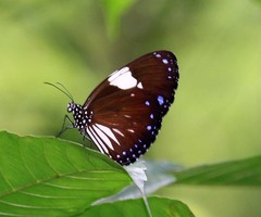 Euploea radamanthus