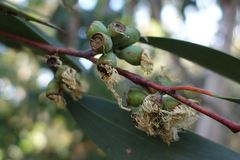 Eucalyptus pauciflora pauciflora
