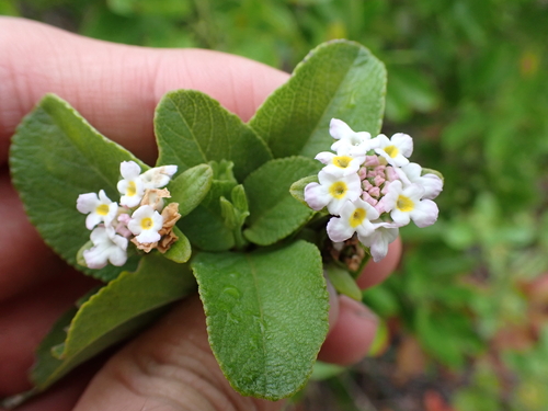 Buttonsage (Lantana involucrata)