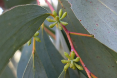 Eucalyptus pauciflora pauciflora