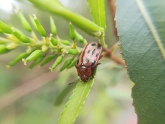 Chrysomela texana