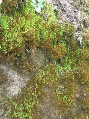 Stellaria fontinalis