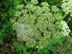 Angelica gmelinii