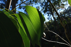 Eucalyptus pauciflora pauciflora