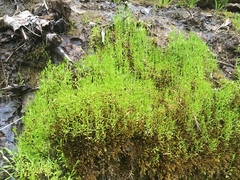 Stellaria fontinalis