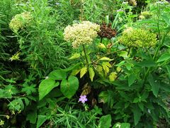 Angelica gmelinii