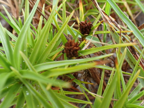 Image of Cyperus pedunculatus by no rights reserved