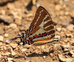 Graphium nomius
