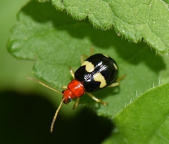 Gynandrobrotica lepida