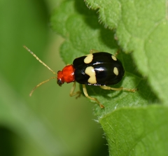 Gynandrobrotica lepida